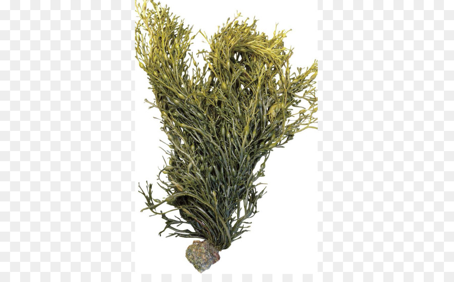 La vescica si rovina Alghe Ascophyllum nodosum Fucus gardneri Alghe - altri