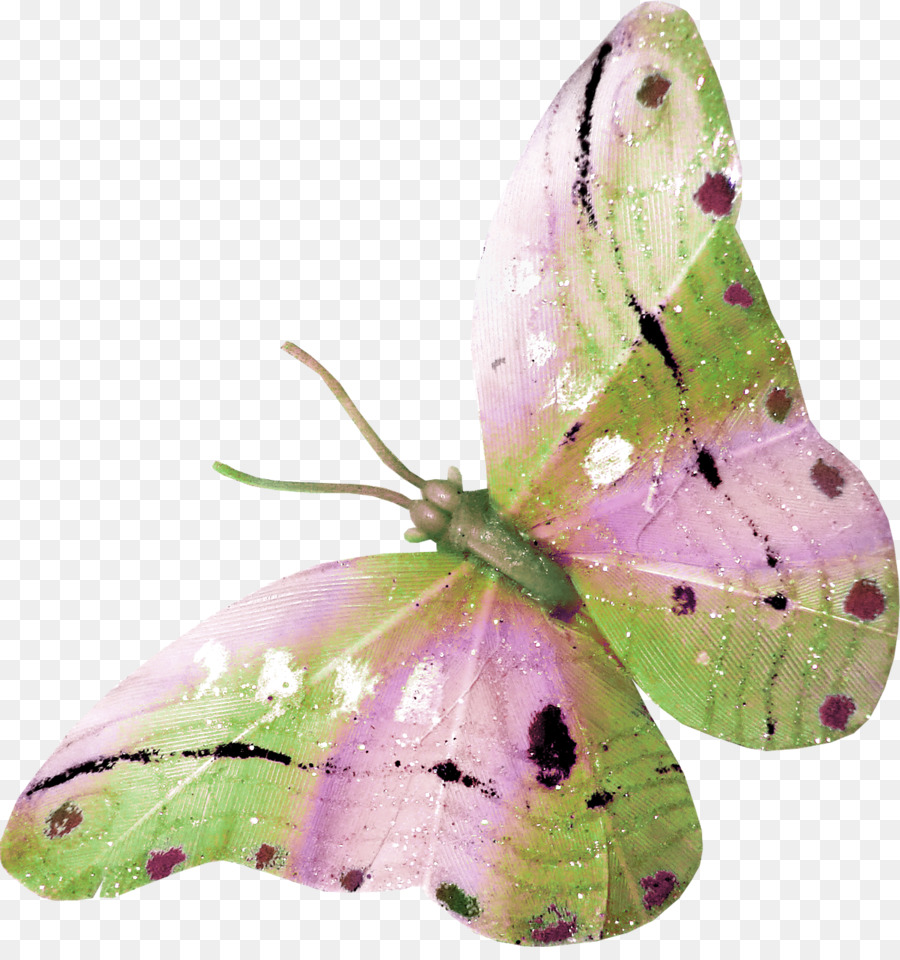 Zeichnung der Schmetterlinge und Motten Kleine Schildpatt-clipart - Schmetterlinge