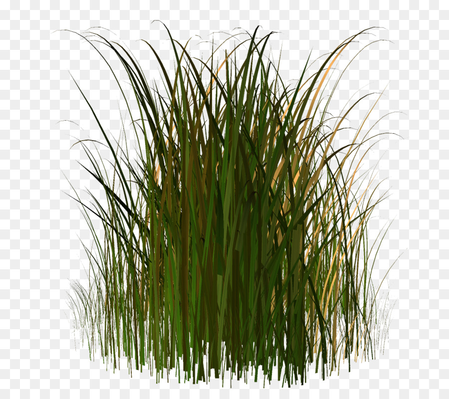 Krautige pflanze Gras clipart - andere