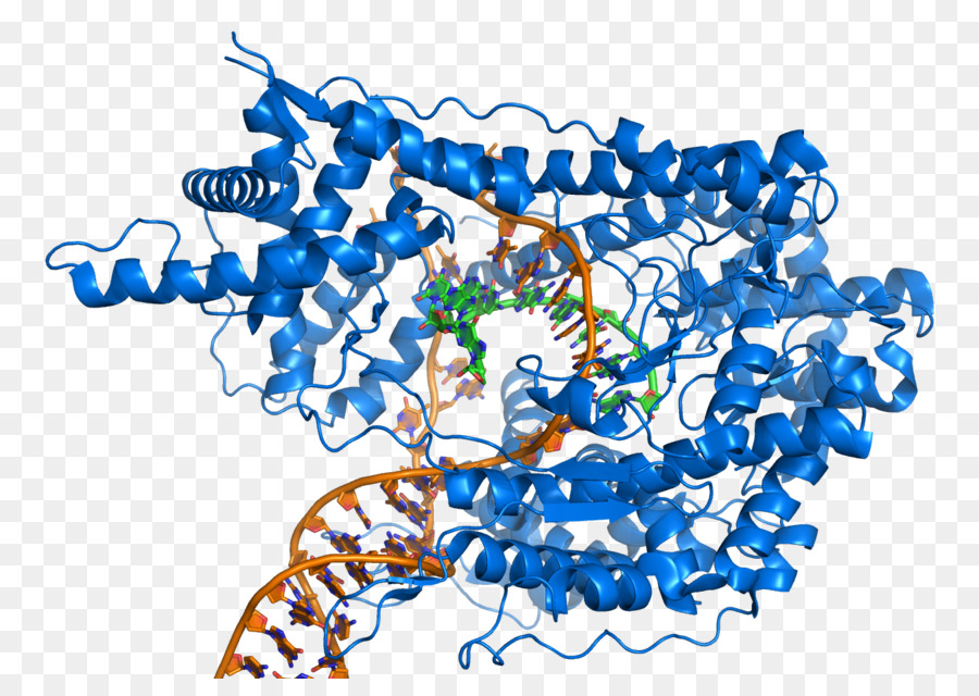 T7-RNA-polymerase DNA - cartoon Hinweis