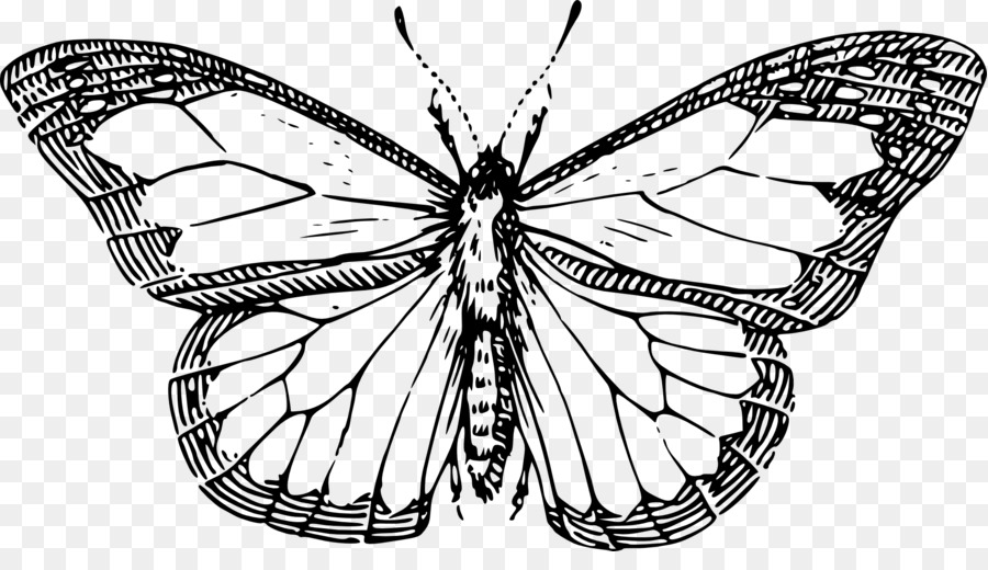 Monarch Schmetterling Zeichnung Insekt clipart - Schmetterling