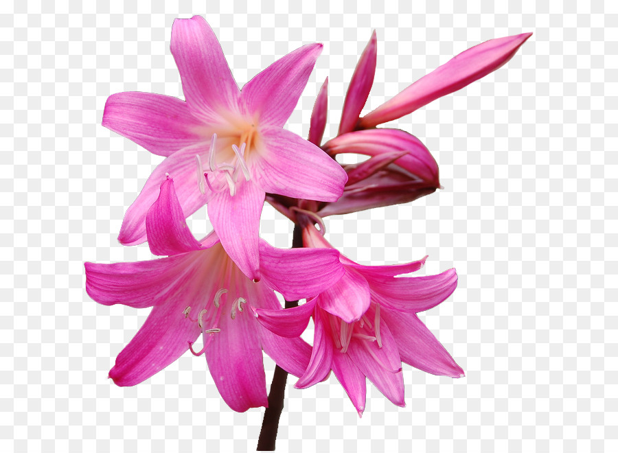 Fiori di Amaryllis belladonna Hippeastrum Lilium - fiore