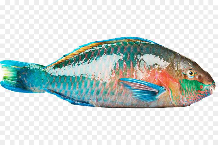 Papageienfische Flunder japanische bernsteinmakrele Yellowtail amberjack - Fisch