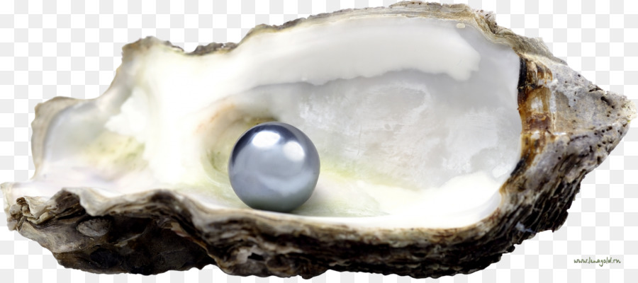 Pearl Oyster Muschel Edelstein Stock Fotografie - Seashell