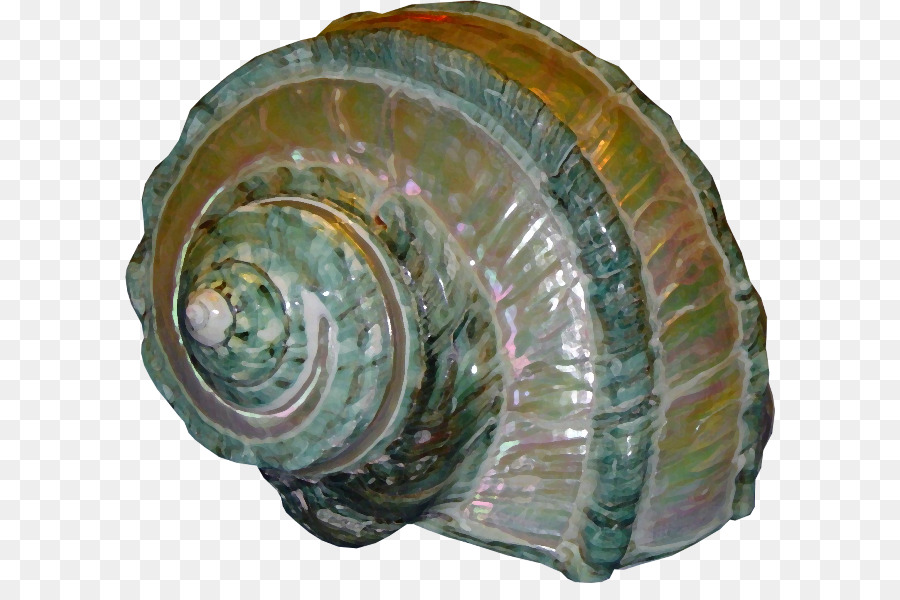 Mollusco guscio di Madreperla Conchiglia Conchiolina - conchiglia
