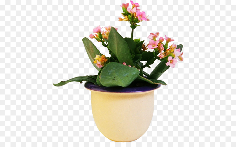 Houseplant Vaso di piante Ornamentali - impianto
