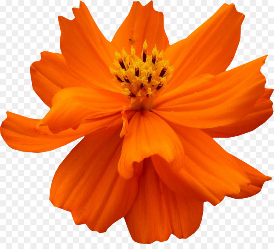 Kosmos sulureus Blüten Blume - Blume