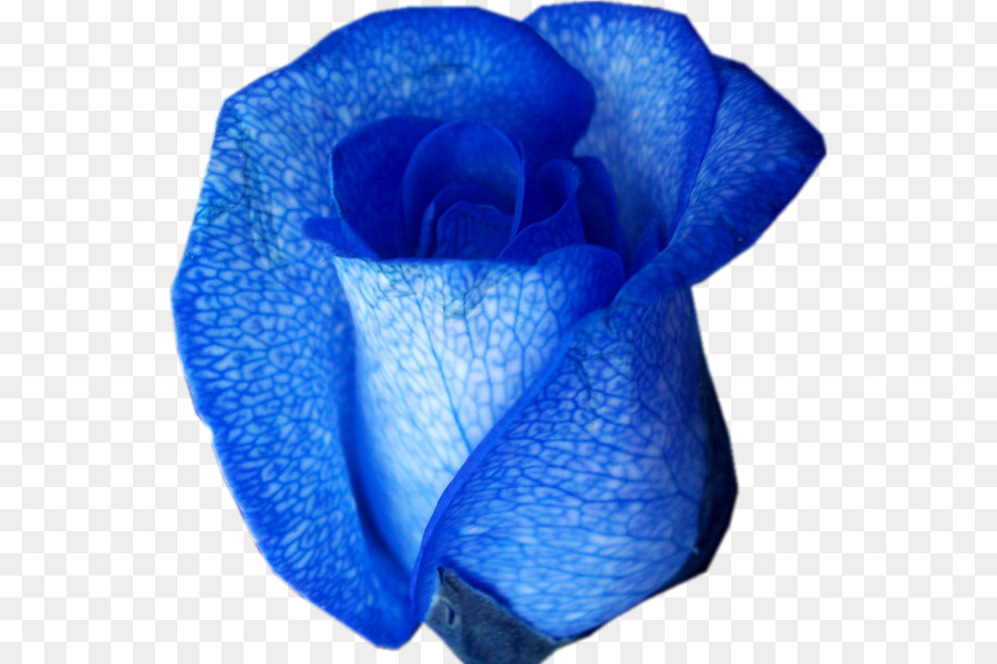 Blaue rose Blume Farbe - Rose