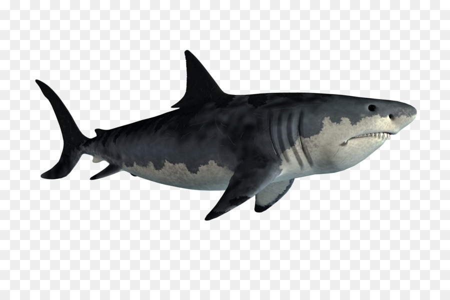 Tiger shark squalo bianco, il Requiem di squalo Clip art - altri