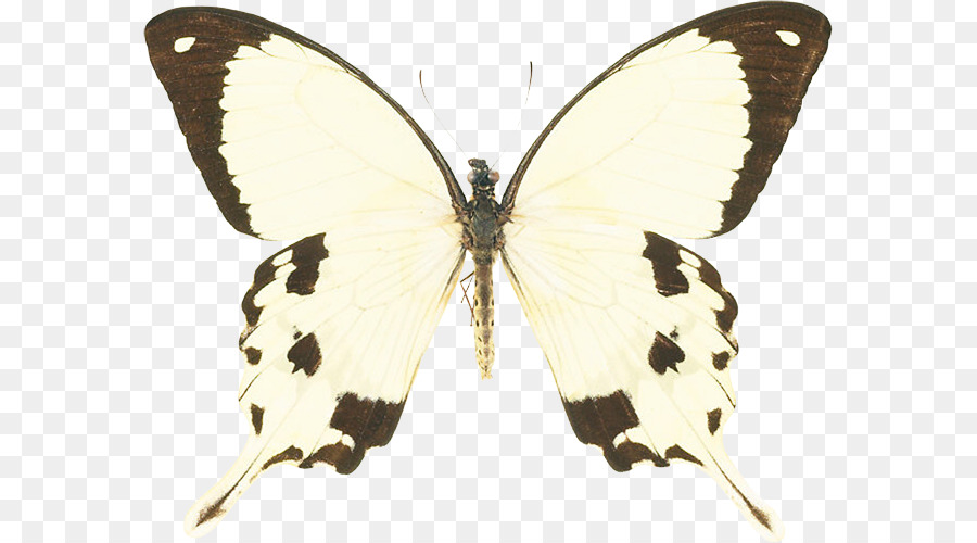 Farfalla di coda forcuta Insetto Papilio macaone casa delle Farfalle - farfalla
