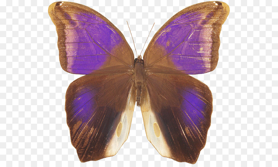 Nymphalidae Lycaenidae Moth Butterfly Lila - Schmetterling