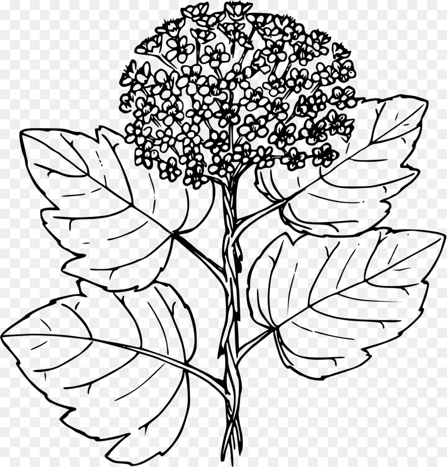 Fantasia floreale Ninebark Physocarpus malvaceus Clip art - altri