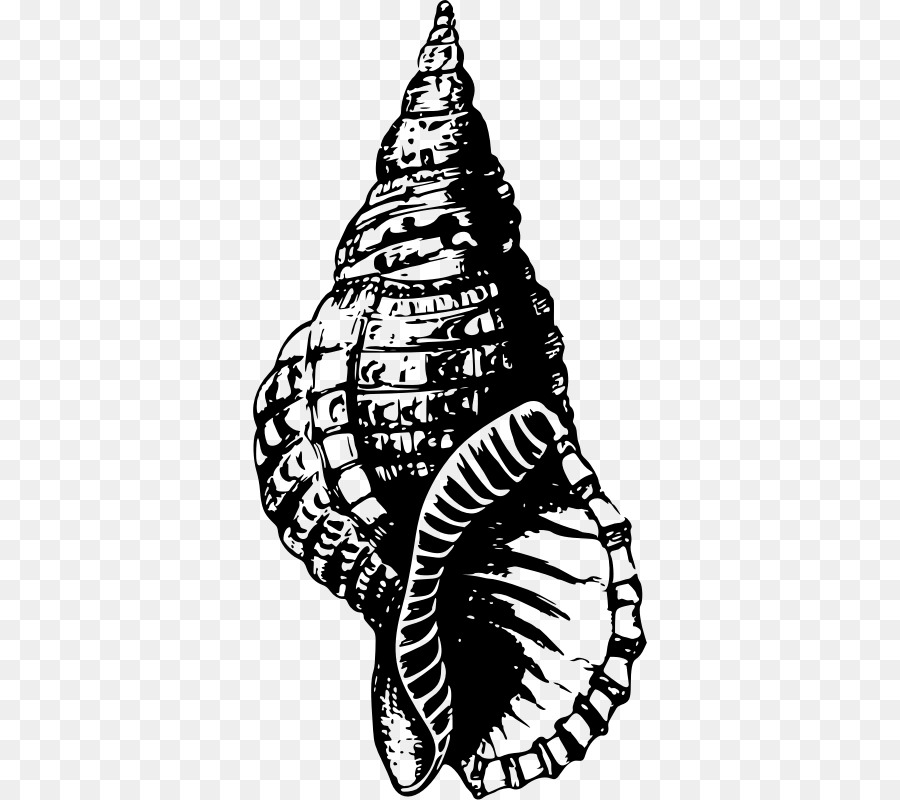 Muschel Zeichnen - Seashell