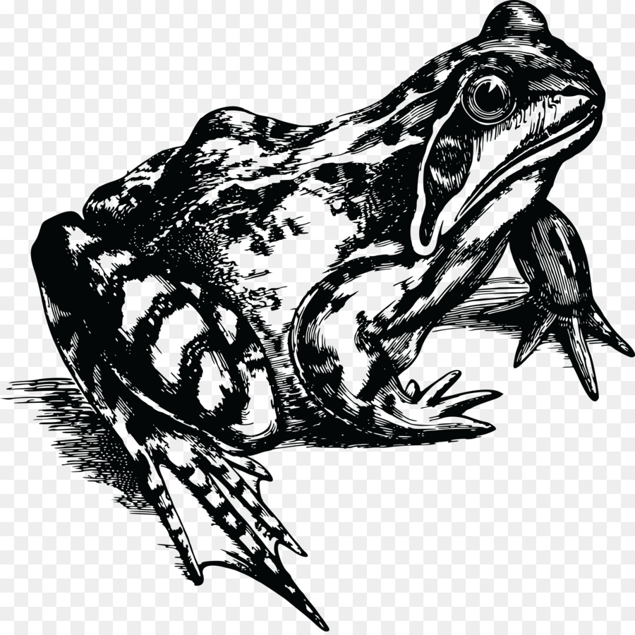 Common frog Kröte Gummi-Stempel-T-shirt - Frosch