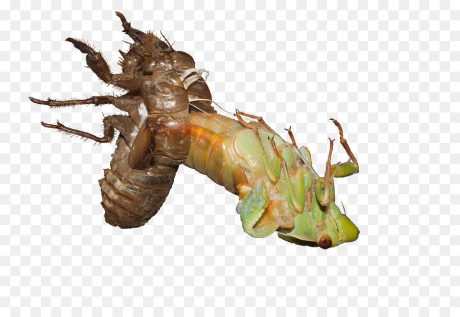 True Bugs Decapoda