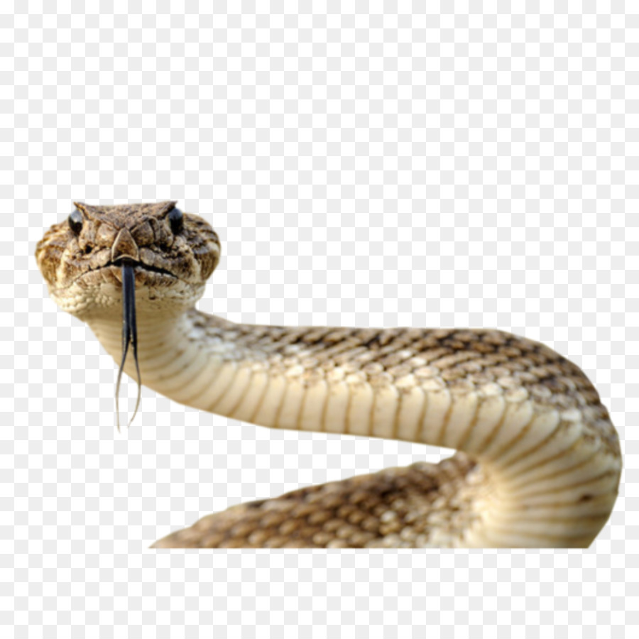 Con rắn Máy tính Biểu tượng Clip nghệ thuật - con rắn