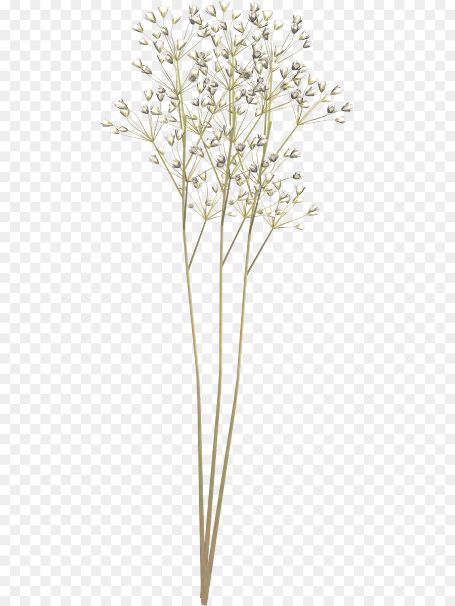 Schnittblumen, Kuh-Petersilie-Pflanze-Stiel - Blume