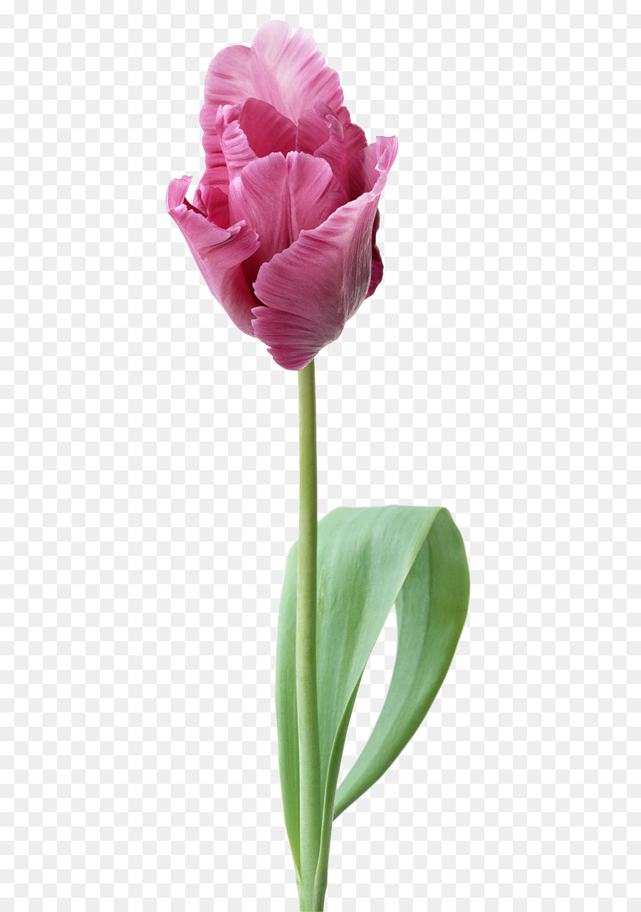 Indira Gandhi Memorial Tulip Garden-Desktop Wallpaper Schnittblumen - Tulip