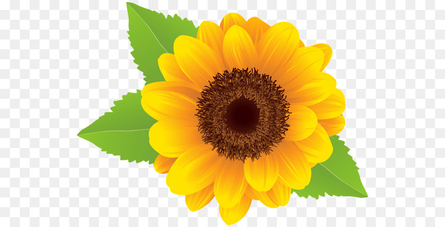 Sunflower Cartoon png download - 600*460 - Free Transparent Common Sunflower  png Download. - CleanPNG / KissPNG
