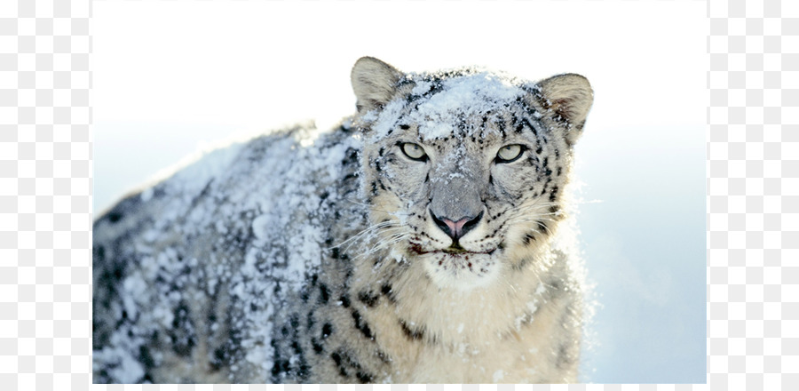 Mac OS X Snow Leopard MacBook - leopardo
