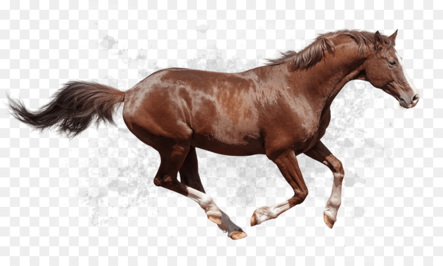 Trakehner cavallo Arabo Andaluso cavallo Stallone Equestre - altri