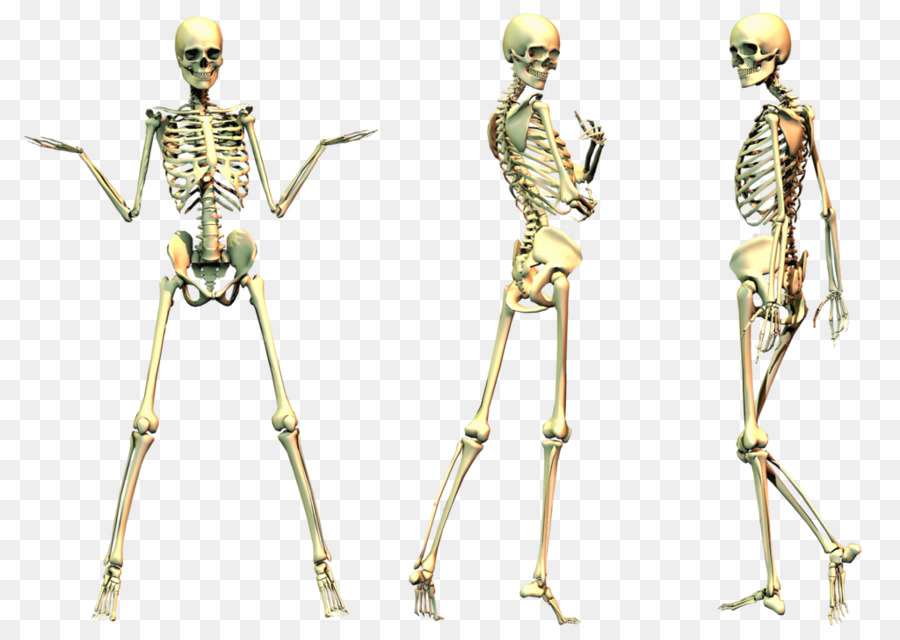 Human Skeleton Clip Art - Skelett