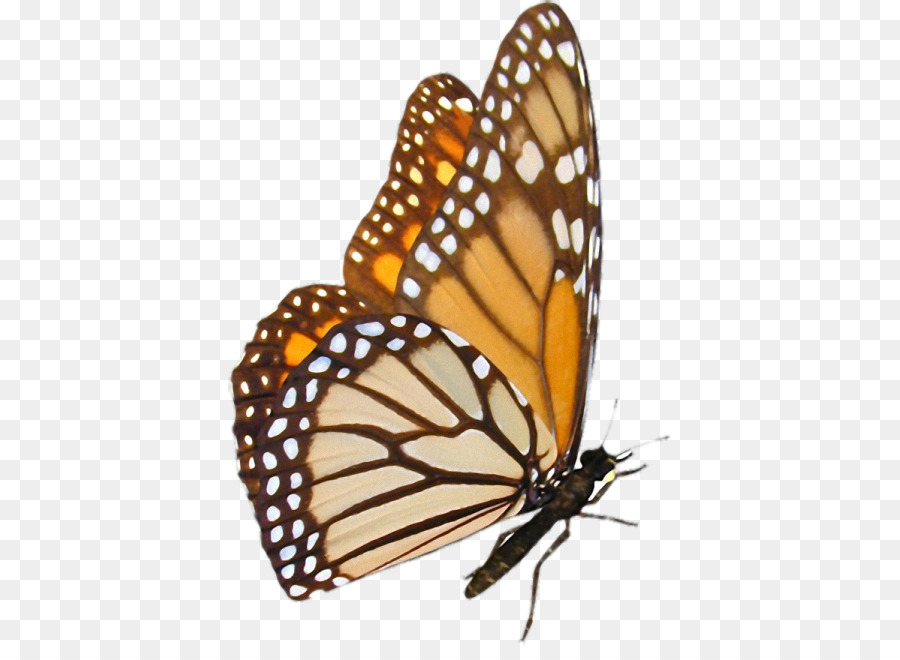 Farfalla monarca Pieridae Sfondo del Desktop - farfalla