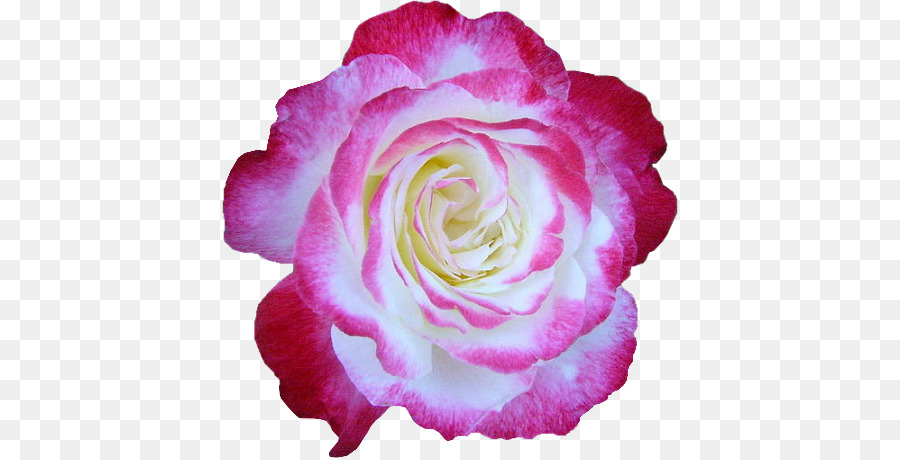 Hoa hồng trong vườn Hoa Centifolia hoa hồng Album * Tìm kiếm - hoa