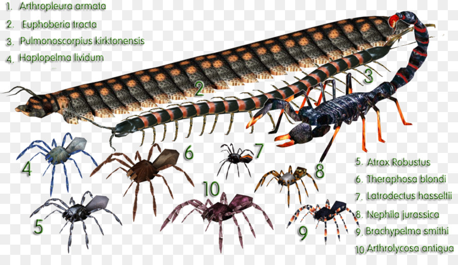 Thú ông Trùm 2 khủng long Scorpion Pulmonoscorpius kirktonensis - bọ cạp