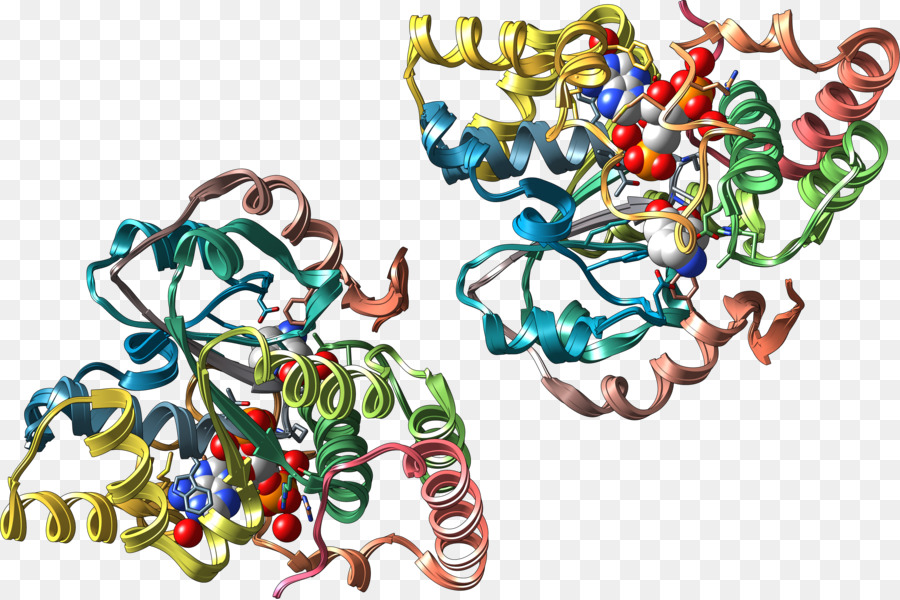 Enzyme Sulfotransferase 3'-Phosphoadenosine-5'-phosphosulfate - những người khác