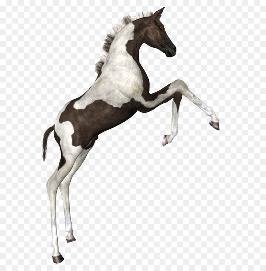 Ngựa Vẽ - Con ngựa