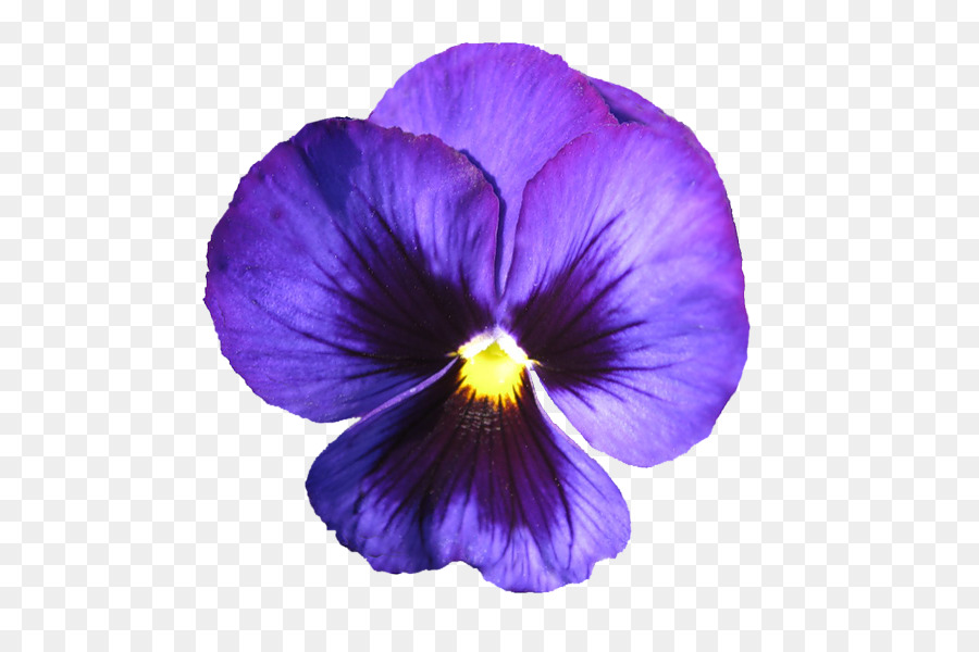 African violet viola del pensiero Viola Fiori di viola mammola - viola
