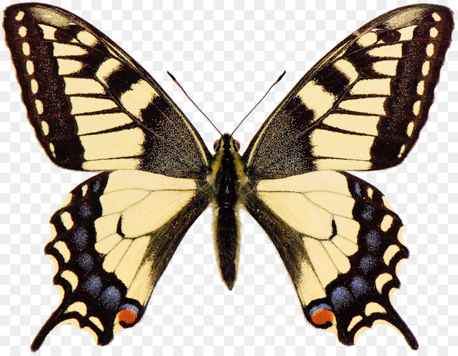 Farfalla di coda forcuta Papilio macaone Papilio brevicauda - farfalla