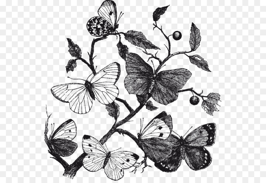 Schmetterling, Insekt, Natur-clipart - Schmetterling
