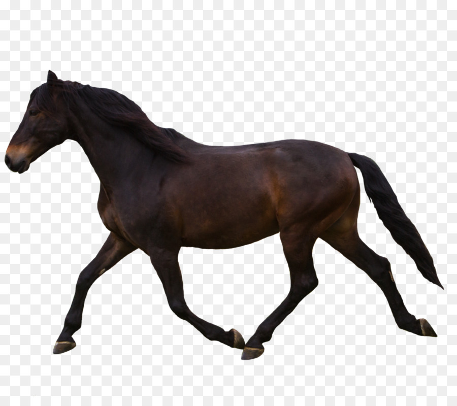 Nord America Percheron Breyer Animale Creazioni Equestre Modello di cavallo - la polizia