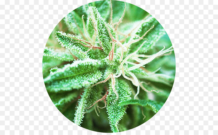 Cannabis sativa Autoflowering cannabis Marihuana Cannabidiol - Cannabis