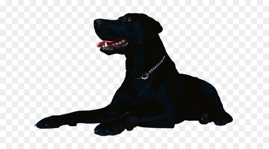 Flat-Coated Retriever Golden Retriever Labrador-Retriever-Welpen Deutscher Schäferhund - Golden Retriever