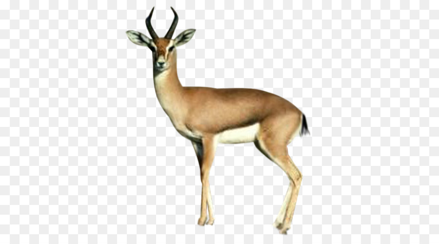 Springbok Cervi Antilope Icone Del Computer - cervo