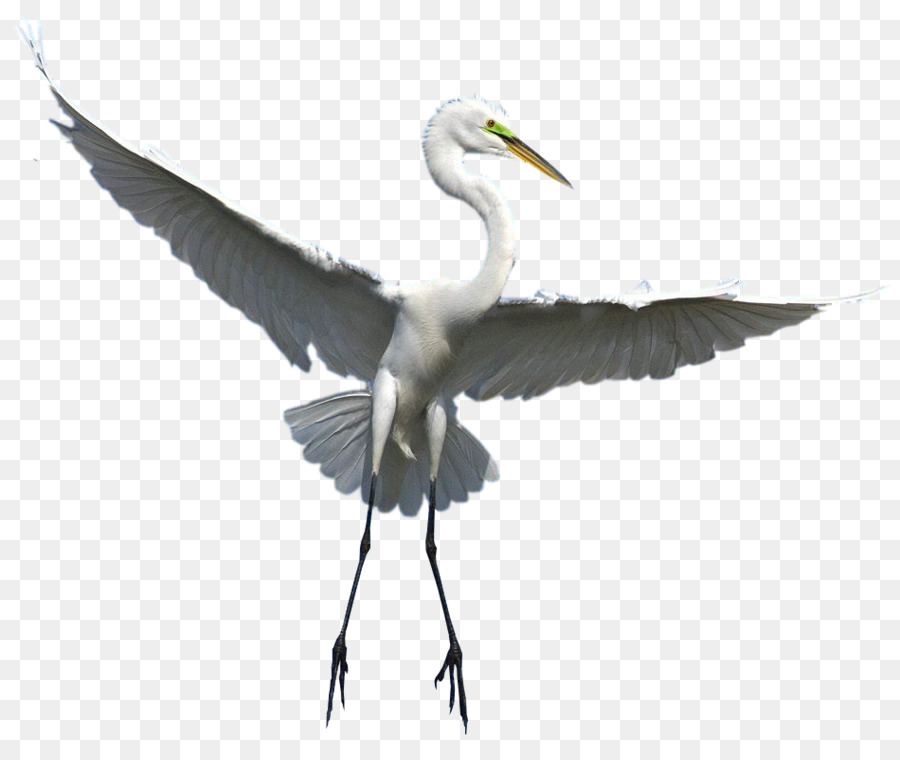Great egret Vogel Kran von Wader - Vogel