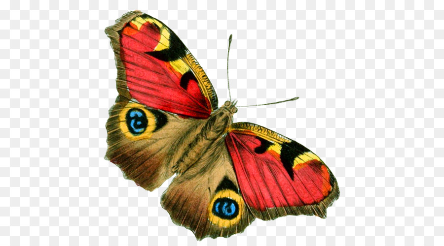 Monarca, farfalla, Insetto ala Papilio macaone - farfalla