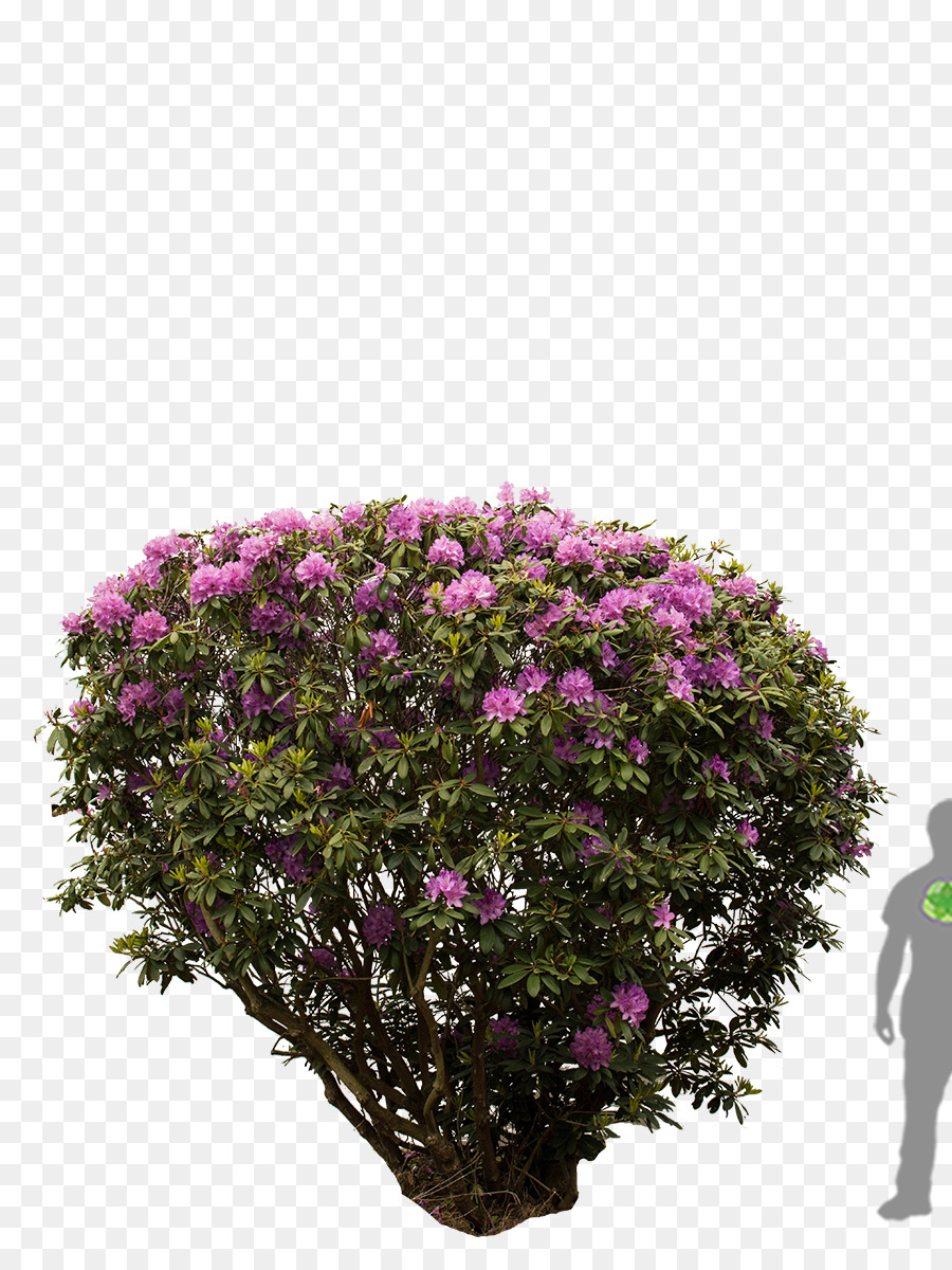 Rododendro Albero Arbusto Azalea Fiore - albero