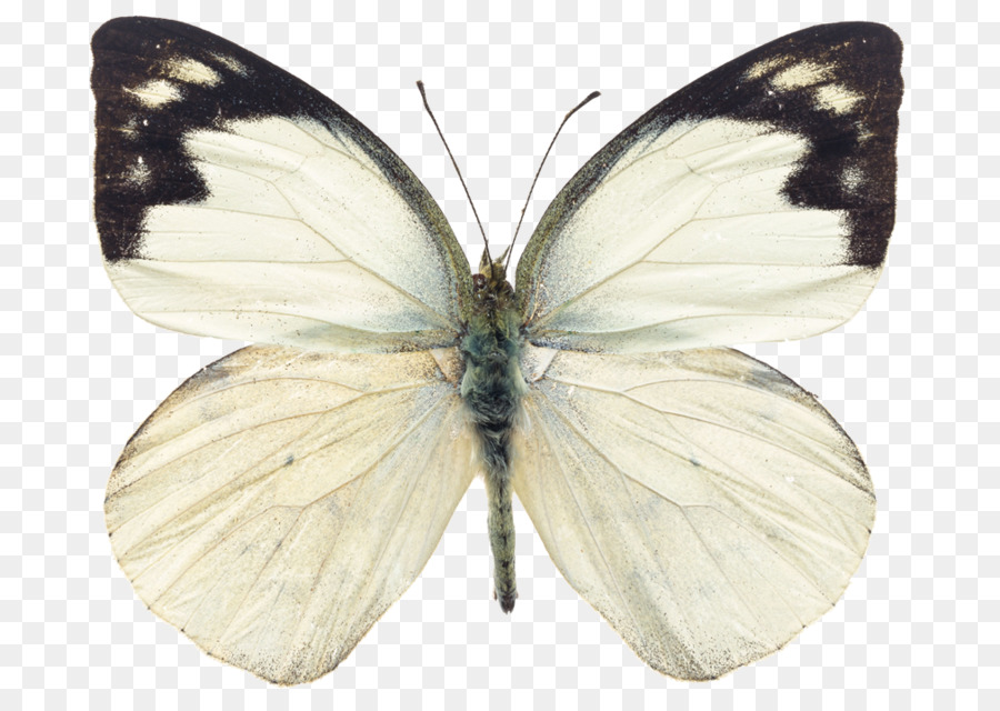 Farfalla monarca fotografia di Stock, Insetto Sfondo del Desktop - farfalla