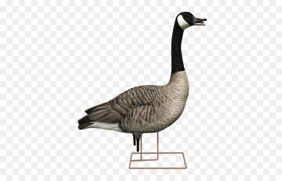 Canada Goose Decoy Anatra - D'oca
