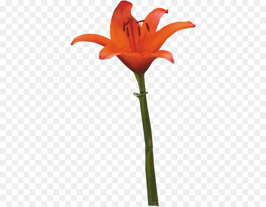 Hippeastrum Amaryllis belladonna fiori recisi Vaso staminali Vegetali - altri