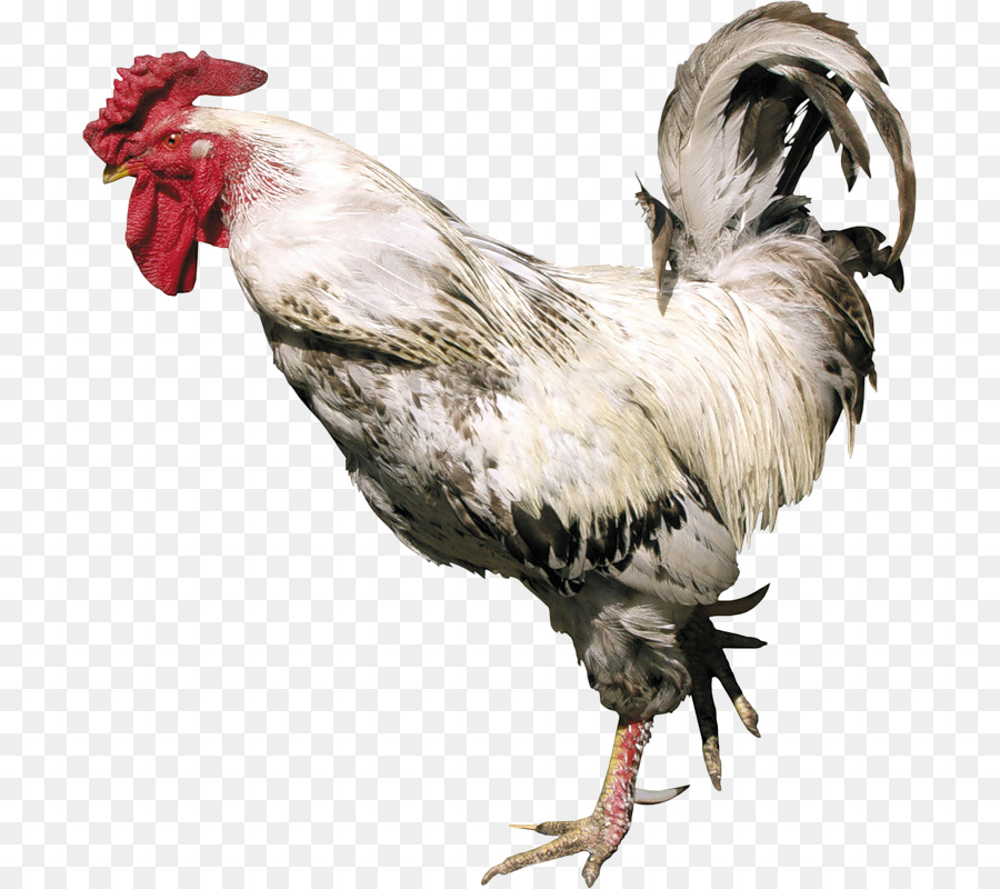Hühner Hahn Truthahn Geflügel - Huhn