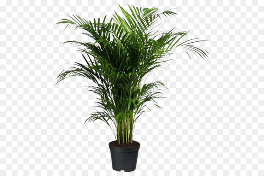 Vaso di fiori Areca palm pianta d'appartamento le palme da Olio di Howea forsteriana - altri