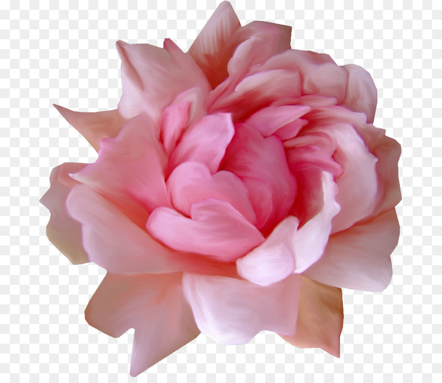 Hoa hồng trong vườn Centifolia hoa hồng hoa đã Cắt Cánh - những người khác
