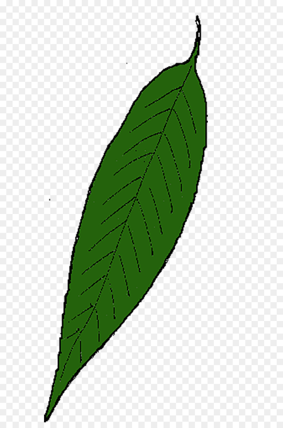 Maple leaf Willow Merkblatt Zeichnung - Blatt