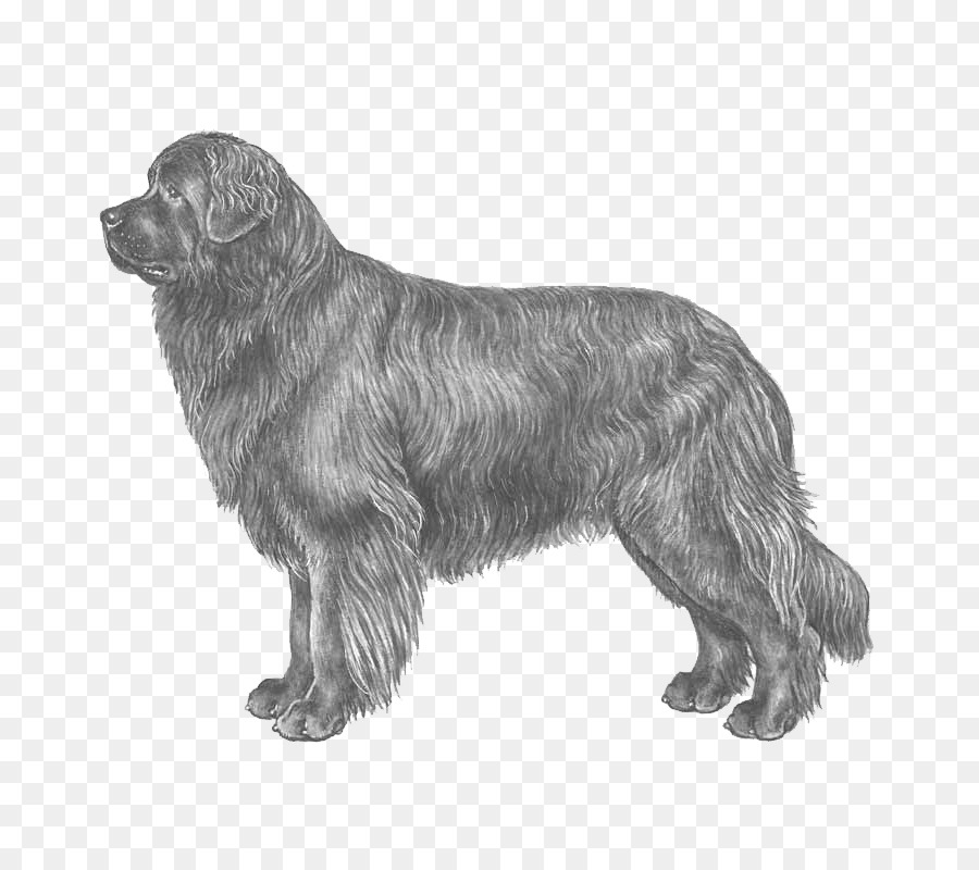 Terranova, cane, Cane di razza Schnauzer Standard tedesco Pinscher razza Rara (cane) - altri