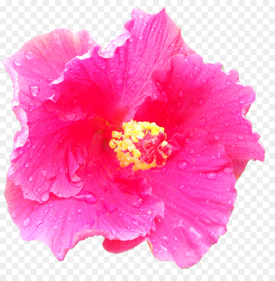 Garofano Rosa fiori di fotografia Stock - fiore